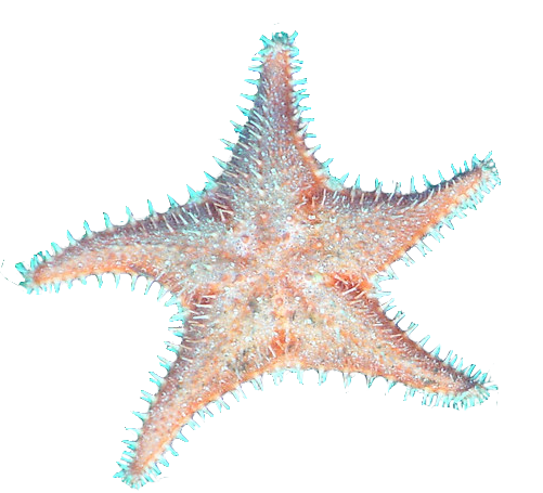 CROPPED Sea Star 5021013512 d0c97b04b3 b 1